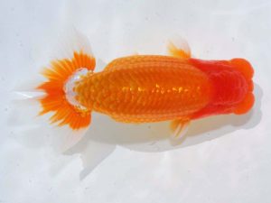 岡山錦鱗会 西脇行司　上野　博　安芸高田