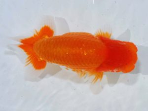 岡山錦鱗会　西大関　西川　敬　香川