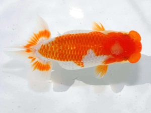 岡山錦鱗会　西取締　小笠原義照　浅口