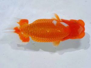 岡山錦鱗会 東関脇　中村　剛　三重