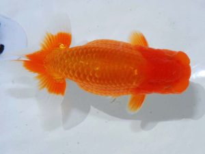 岡山錦鱗会 西関脇　川村和己　高知