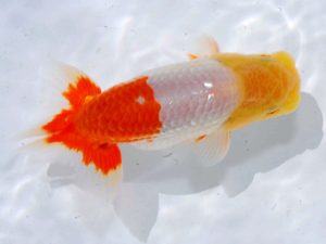 岡山錦鱗会 東小結　武田悦男　福山