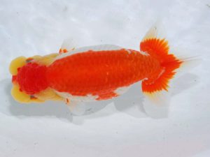 岡山錦鱗会　東大関　三宅一共　岡山