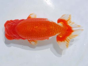 岡山錦鱗会　西大関　武下喜一　愛媛