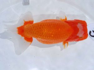 岡山錦鱗会　立行司　天毛雄義　小豆島