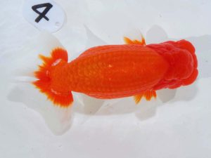 岡山錦鱗会　東取締　武下喜一　愛媛