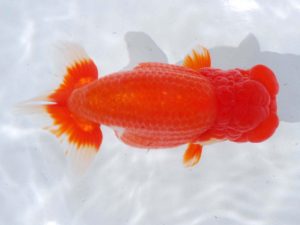 岡山錦鱗会　西取締　柏野正彦　児島