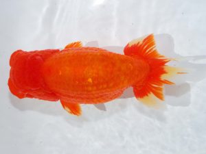 岡山錦鱗会　東大関　大野宏児　今治