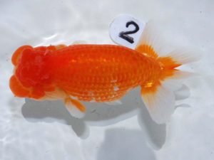 岡山錦鱗会　西大関　平井孝志　浅口