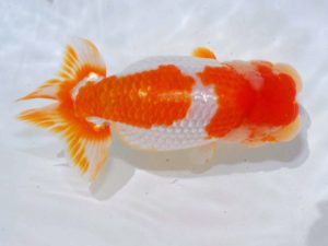 岡山錦鱗会　立行司　胡本佳孝　玉野