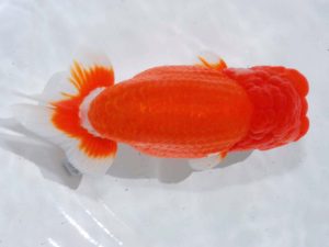 岡山錦鱗会　東取締　中川靖裕　京都