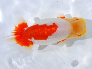 岡山錦鱗会　西取締　谷澤清隆　高松