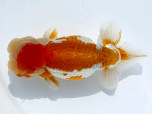 岡崎愛錦会　東取締　宇野正志　長久手