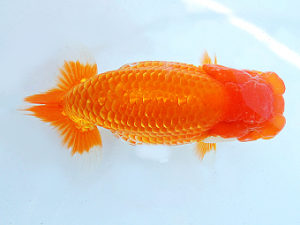 尾張優魚会　東大関　高津晴彦　可児（愛知県知事賞）