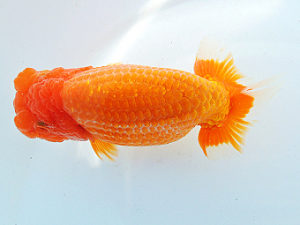 尾張優魚会　西大関　薮田　清　富山