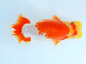 尾張優魚会　立行司　山田重夫　津島