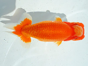 尾張優魚会　取締二　　川面和夫　茨城