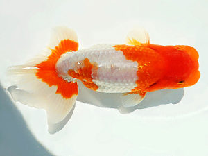 尾張優魚会　村上昌弘　愛媛（愛知県議会議長賞）