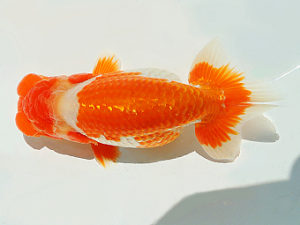 尾張優魚会　西大関　谷野　人　石川