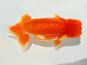 尾張優魚会　立行司　伊藤孝広　犬山