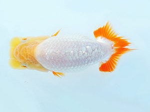 尾張優魚会　取締一　稲葉信泰　美浜