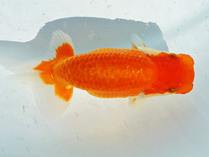 尾張優魚会　取締二　鈴木克己　静岡