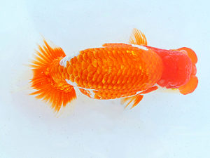 尾張優魚会　東大関　山田重夫　津島（愛知県知事賞）