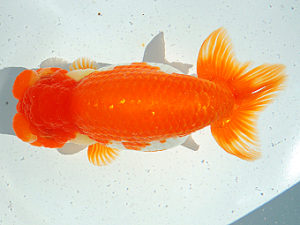 尾張優魚会　西大関　西澤広行　安城