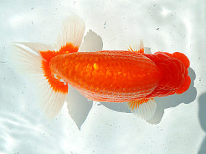 尾張優魚会　立行司　竹内　宏　名古屋