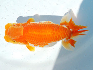 尾張優魚会　取締一　高津晴彦　可児