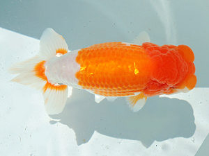 尾張優魚会　取締二　大河内正行　津