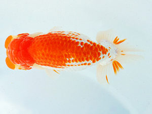 尾張優魚会　東大関　野口　弘　半田（愛知県知事賞）