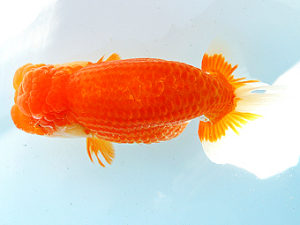 尾張優魚会　西大関　川口　功　あま