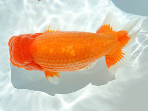 尾張優魚会　立行司　渡邉昭彦　養老