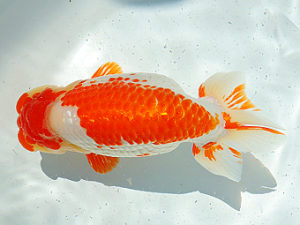 尾張優魚会　取締一　石黒英明　南知多