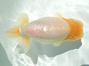 尾張優魚会　取締二　石丸満春　津島