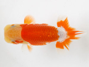 日蘭佐賀　東大関　樋口繁暢 (佐賀県市長賞)　鳥栖みやき