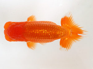 日蘭佐賀　西大関　山田英幸　福岡