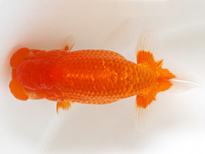 日蘭佐賀　東取締　平山敏明　宮崎