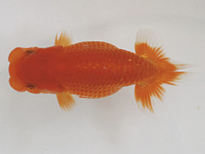 日蘭佐賀　西取締　松尾克也　鳥栖みやき