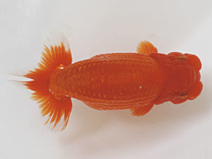 日蘭佐賀　東大関　浦田智和 (佐賀県議会議長賞　佐賀県知事賞)　佐賀