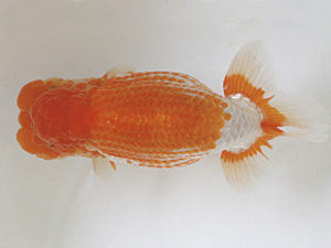 日蘭佐賀　西大関　金子博昭　下関