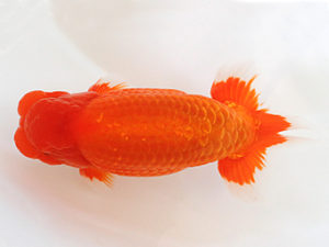 日蘭佐賀　立行司　堀谷博之　下関