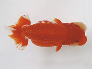 日蘭佐賀　東取締　東　秀明　佐賀