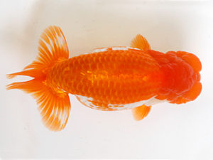 日蘭佐賀　西取締　八木廣光　佐賀