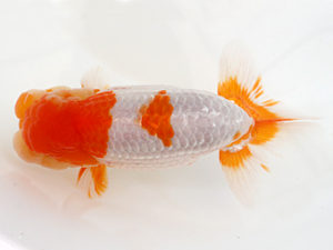 日蘭佐賀　東大関　高園信幸 (佐賀県議会議長賞　佐賀県知事賞)　佐賀