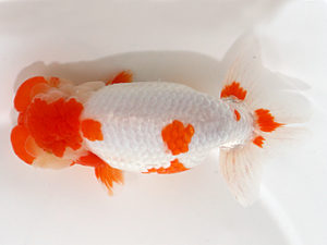 日蘭佐賀　西大関　山口英一　下関