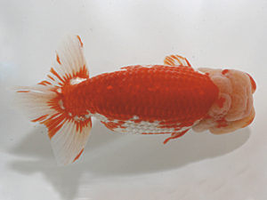 日蘭佐賀　立行司　内田輝雄　佐賀