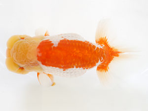 日蘭佐賀　東取締　松永秀隆　佐賀