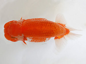 日蘭佐賀　西取締　山口英一　下関